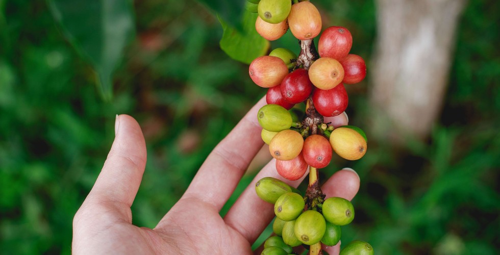 Single Stem Approach In Coffee Growing