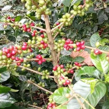 Bantu Coffee Farm green beans-1