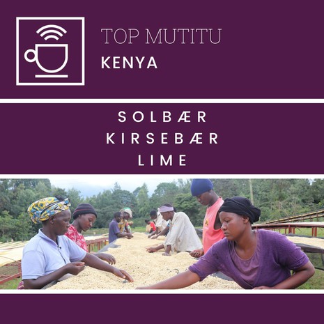 Clevercoffee Top Mutitu - Kenya-1