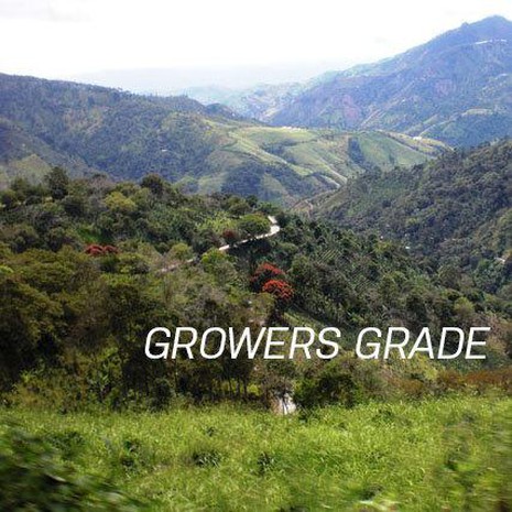Cognoscenti GROWERS GRADE - WHOLE BEANS-1