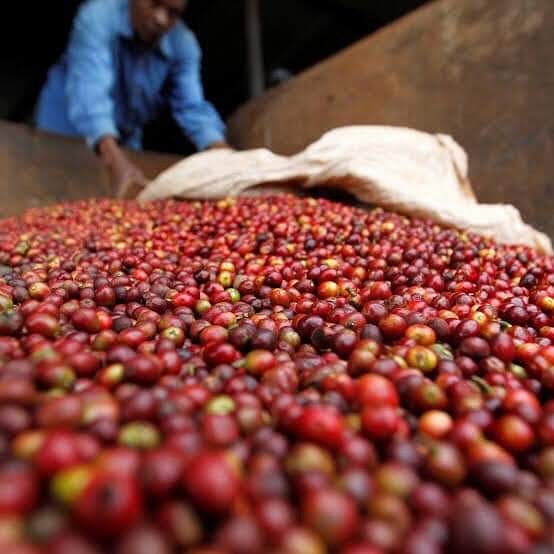 Banner Bantu Coffee farm